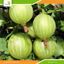 Саженцы крыжовника (агруса) Донецкий крупноплодный