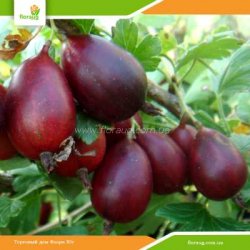 Саженцы крыжовника (агруса) Грушенька