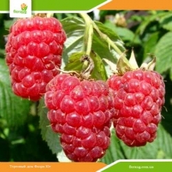 Саженцы малинового дерева Глен Ампл