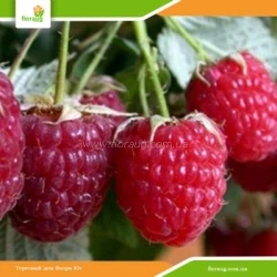 Саженцы малины Геракл (ремонтантная)