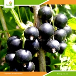 Саженцы смородины Бен Гарен (ранняя)