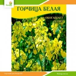 Семена горчицы Белая 100г
