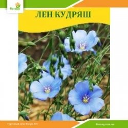 Семена Лен-кудряш (масличный) 100г