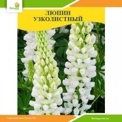 Семена Люпин узколистный 100г