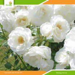 Роза Айсберг (Climbing Iceberg) плетистая