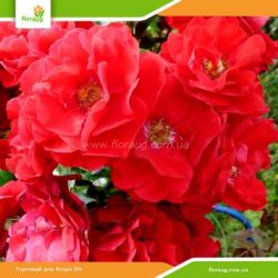 Роза Ален (Alain) флорибунда