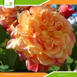 Роза Алоха (Aloha) плетистая