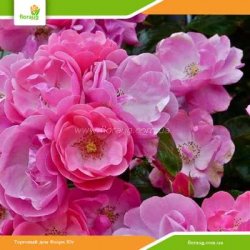 Роза Анжела (Angela) флорибунда