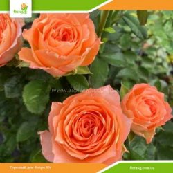 Роза Априкот Лейс (Apricot Lace) флорибунда