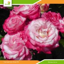 Роза Арифа (Arifa) флорибунда