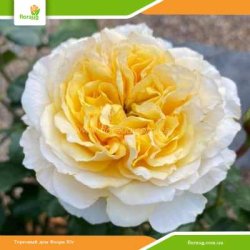 Роза Беатрис (Beatrice) английская