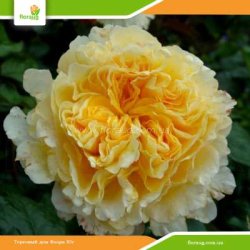 Роза Беатрис (Beatrice) английская