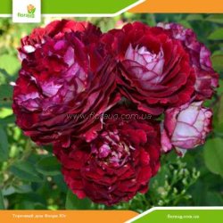 Роза Бель де Сегоза (Belle de Segosa) шраб