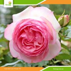 Роза Эден Роуз (Eden Rose) плетистая