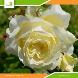 Роза Эльф (Elfe) плетистая