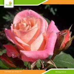 Роза Ева (Eva)