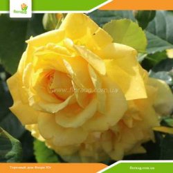 Роза Голден Шауэрс (Golden Showers) плетистая