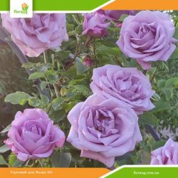 Роза Индиголетта (Indigoletta) плетистая
