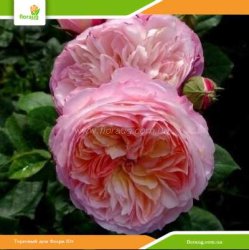 Роза Констанс (Constance) английская