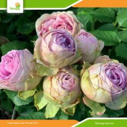 Роза Лавендер Лейс (Lavender Lace) спрей