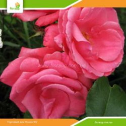 Роза Лавиния (Lawinia) плетистая