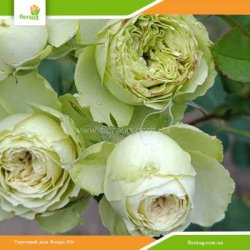 Троянда Лавлі Грін (Lovely Green) спрей