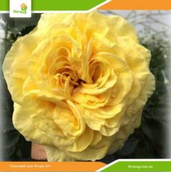 Роза Лемон Помпон (Lemon Pompon) флорибунда