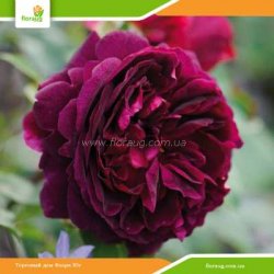 Роза Манстед Вуд (Munstead Wood ) английская