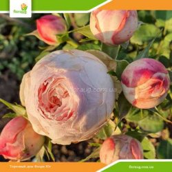 Роза Мэнсфилд Парк (Mansfield Park) спрей