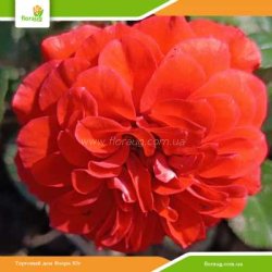 Роза Оранж Мейландина (Orange Meillandina) плетистая