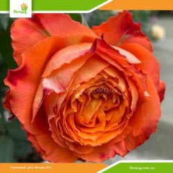 Троянда Оранж Романтика (Orange Romantica)