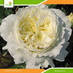 Роза Пэйшенс (Patience) английская