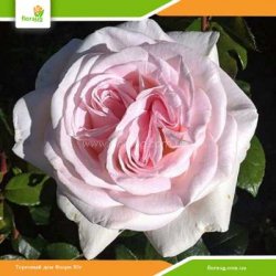 Роза  Принц Жардиньє (Prince Jardinier)
