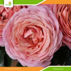Роза Романтик Антик (Romantic Antike)