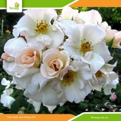 Роза Салли Холмс (Sally Holmes) шраб