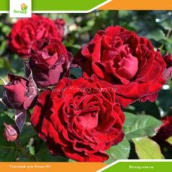 Роза Таманго (Tamango) флорибунда