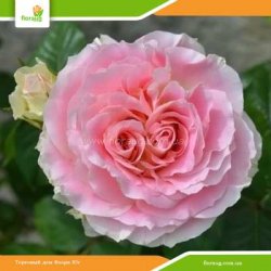 Роза Цезарь (Cesar) плетистая