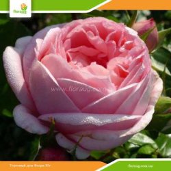 Роза Вояж (Voyage)