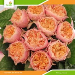 Роза Вувузела (Vuvuzela)