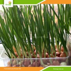 Лук на перо (Украина) 500г