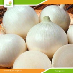 Цибуля сіянка Біла королева (Україна) 500г