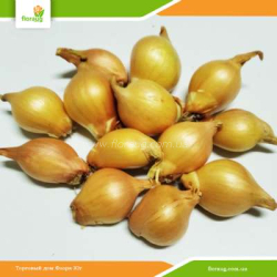 Лук Шалот (кущевка) Барыня 500г