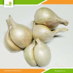 Лук Шалот (кущевка) Вайт Квин 500г