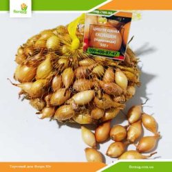 Цибуля сіянка Ексібішен (Нідерланди) 500г