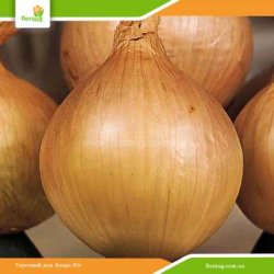 Лук севок Глобо (Нидерланды) 500г