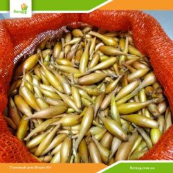 Лук севок Любчик (Украина) 10кг