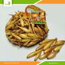 Лук севок Любчик (Украина) 500г