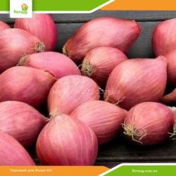 Цибуля сіянка Розанна (Нідерланди) 500г