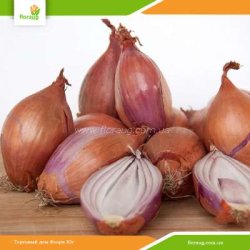 Лук Шалот (кущевка) Семейный 500г