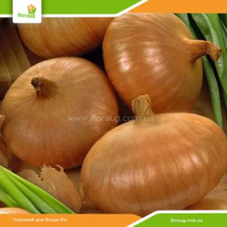 Лук севок Штутгартер Ризен (Голландия)  500г